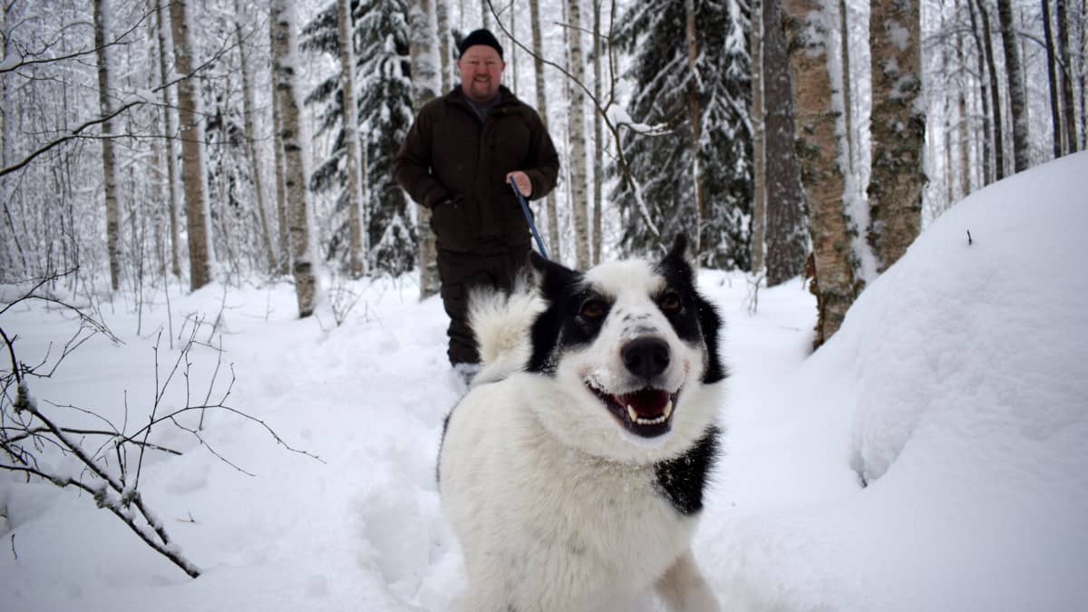 Jani Hotanen taluttaa  koiraansa lumisessa metsässä.