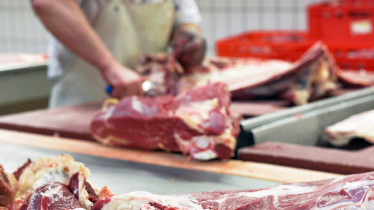 Teurastamolla leikataan juuri teurastettua lihaa.