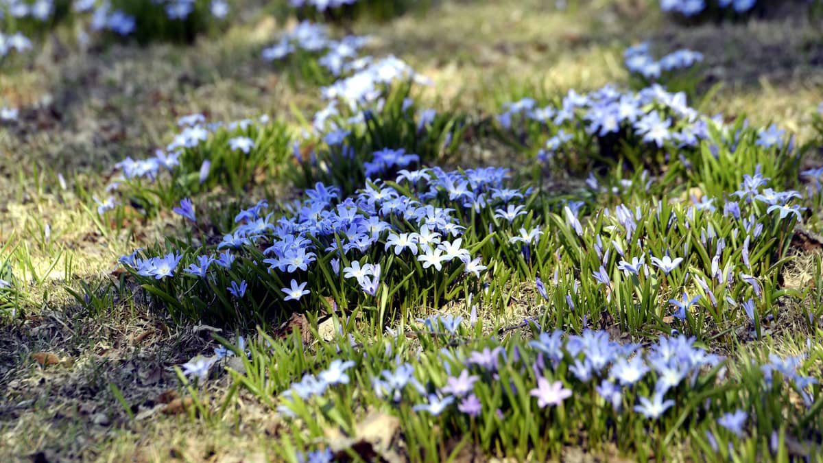 Kukkia nurmikolla. Kukat kukkivat lämpimässä kevätsäässä.