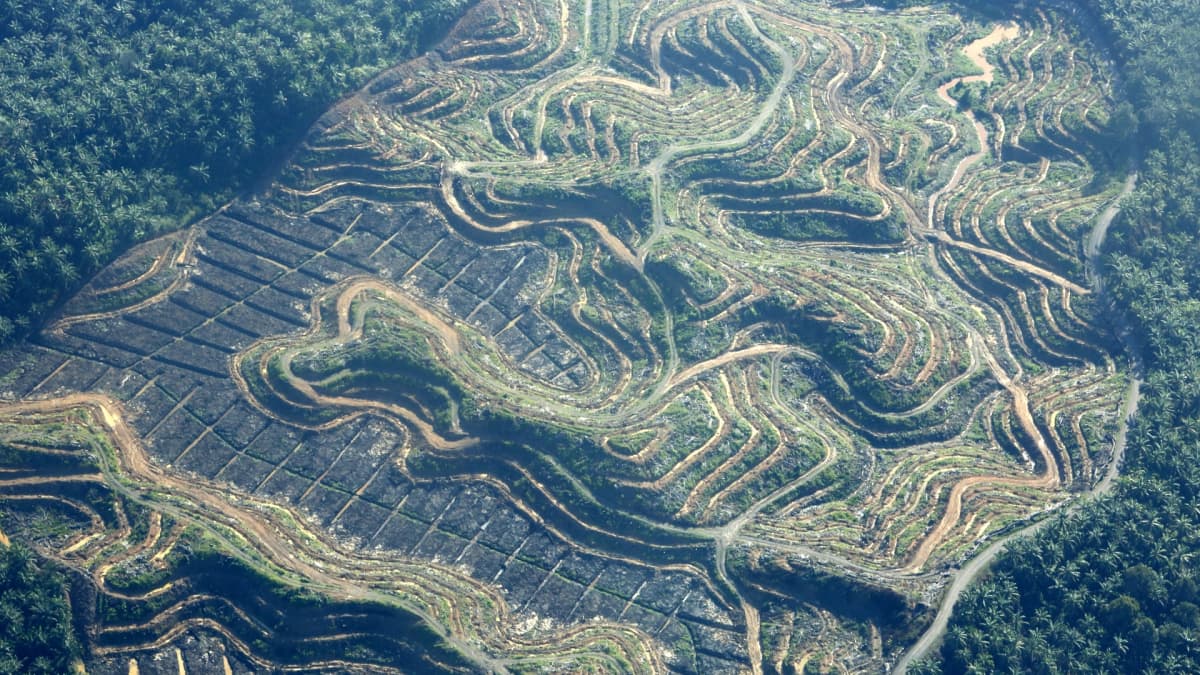 Öljypalmuviljelmä Leuserin kansallispuiston reunalla Acehissa, Indonesiassa.