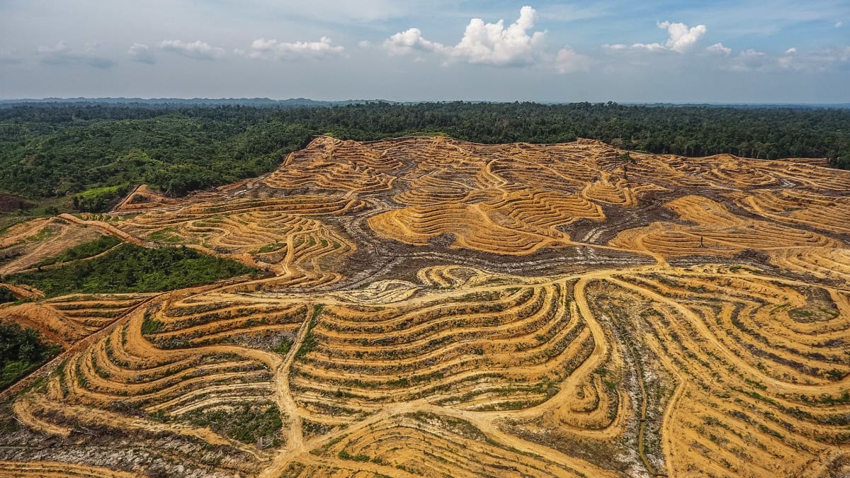 Öljypalmuviljelmä Leuserin kansallispuiston reunalla Acehissa, Indonesiassa.