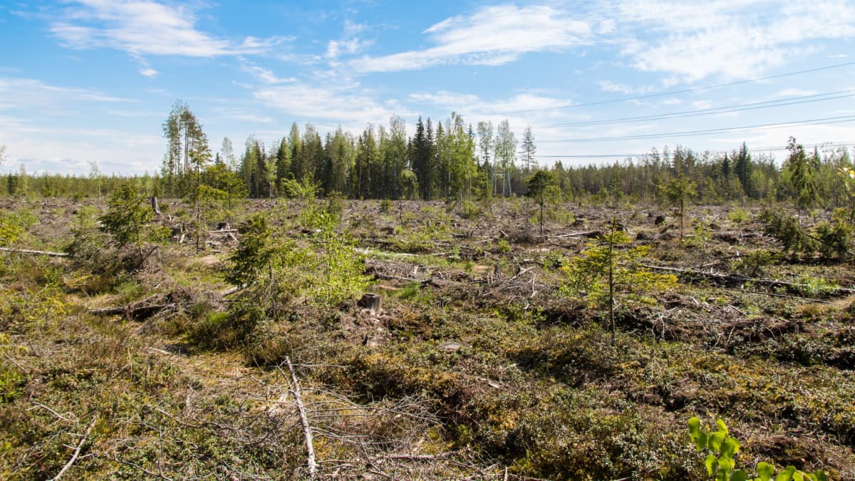 Avohakkuu