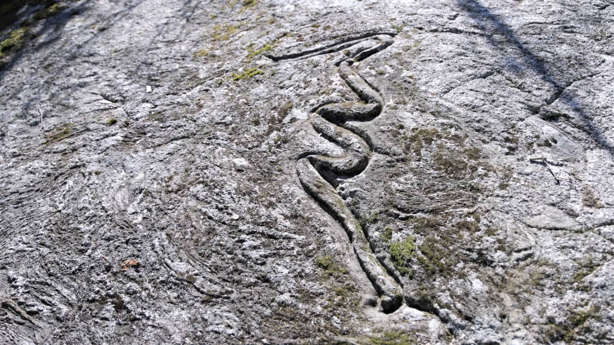 Kallioon kaiverrettu käärmekuvio