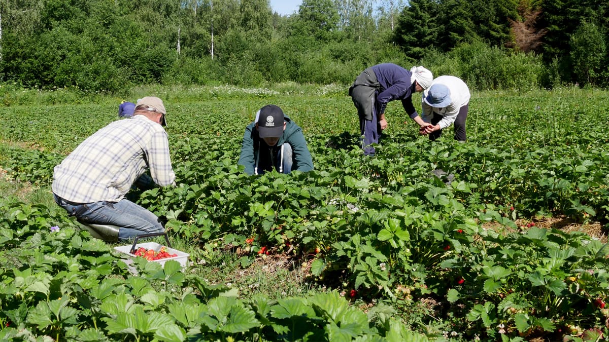 Ukranalaiset mansikanpoimijat  Holopaisen Tilalla Lemillä 2019