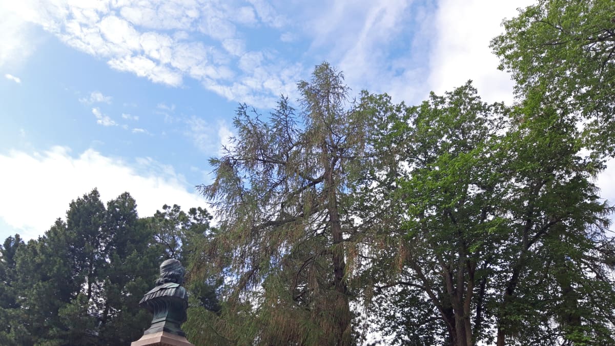 Anders Chydeniuksen patsas ja puita Kokkolassa niin sanotussa Naakkapuistossa.