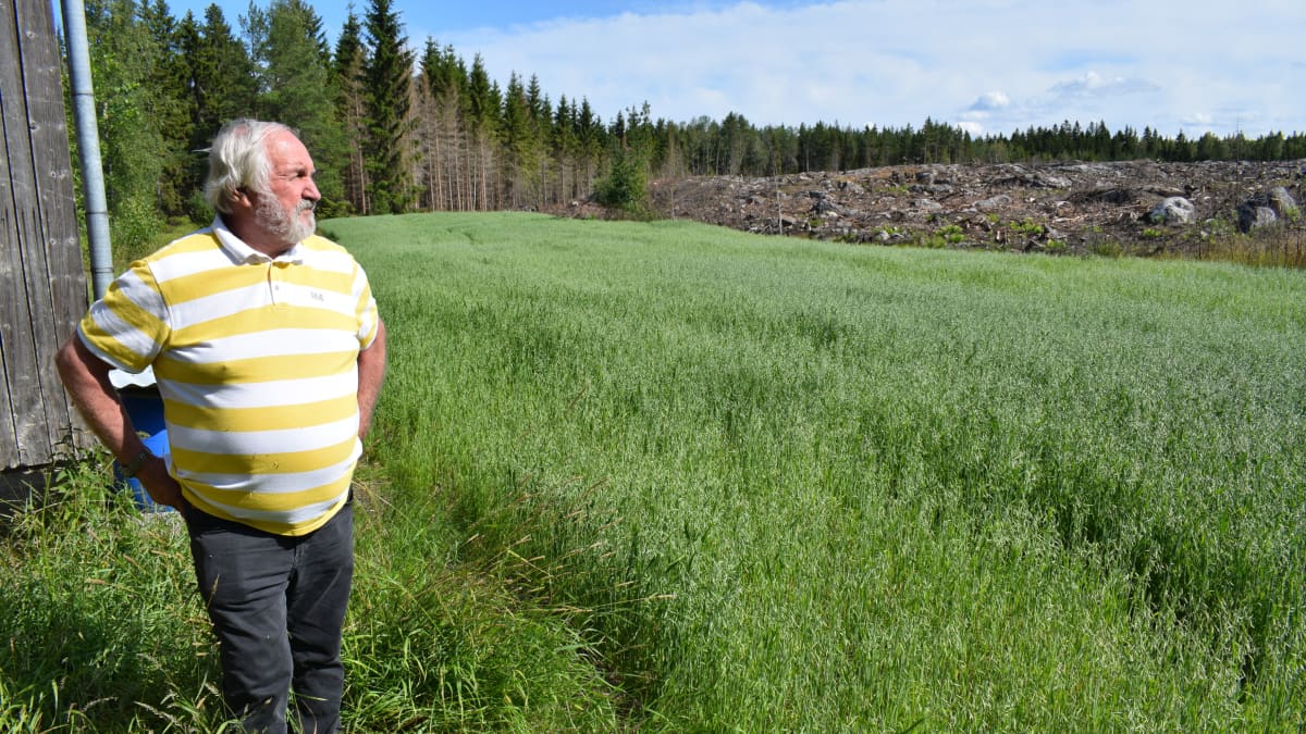 Jarkko Ruohola katsoo kaurapellon takana näkyvää paloaluetta
