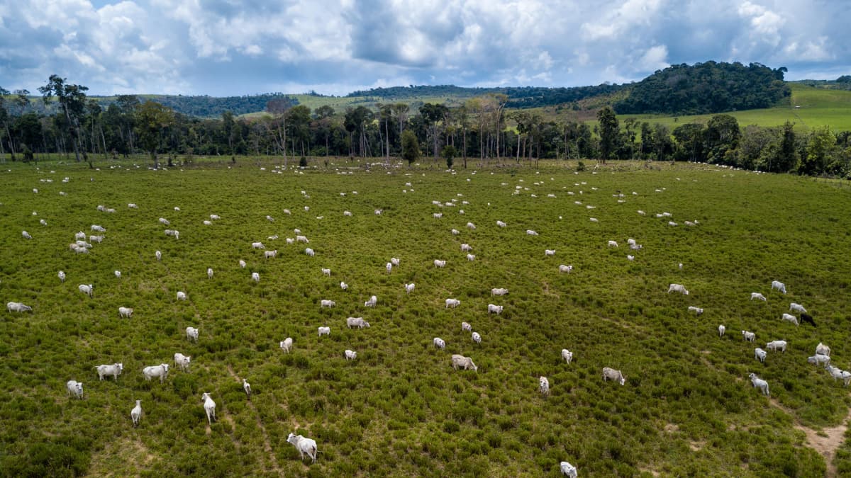 karjaa laiduntamassa alueella, jossa ennen oli sademetsää