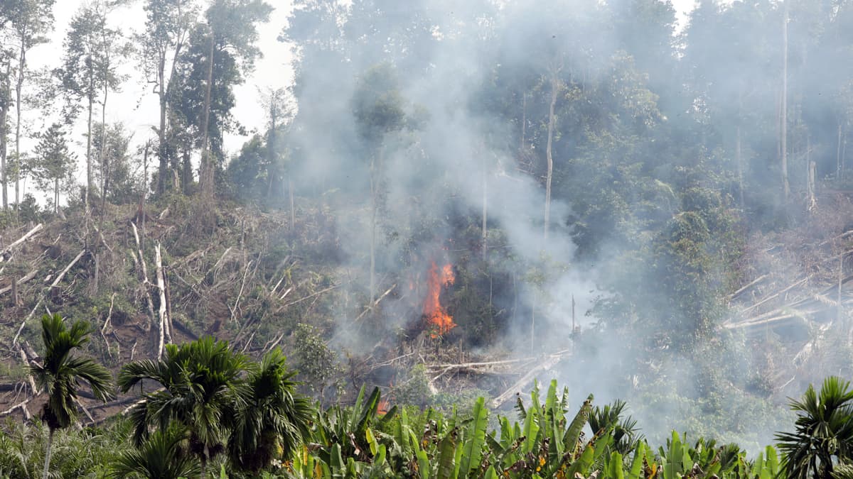 Metsää poltetaan  palmuöljyplantaasin takia Indonesiassa.