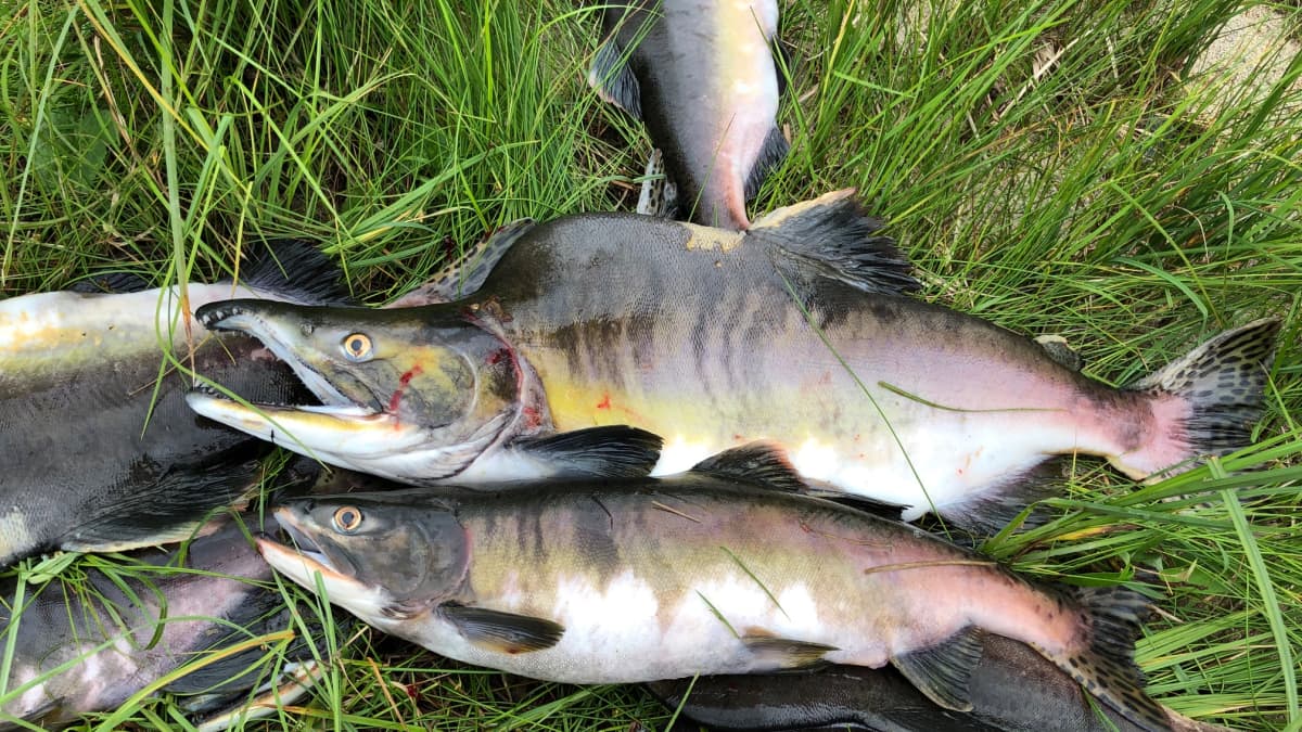Kutuvalmiita ja elävänä mätänemään alkaneita kyttyrälohia Näätämöjoesta Norjasta Kolttakönkään alapuolelta 14.8.2019.