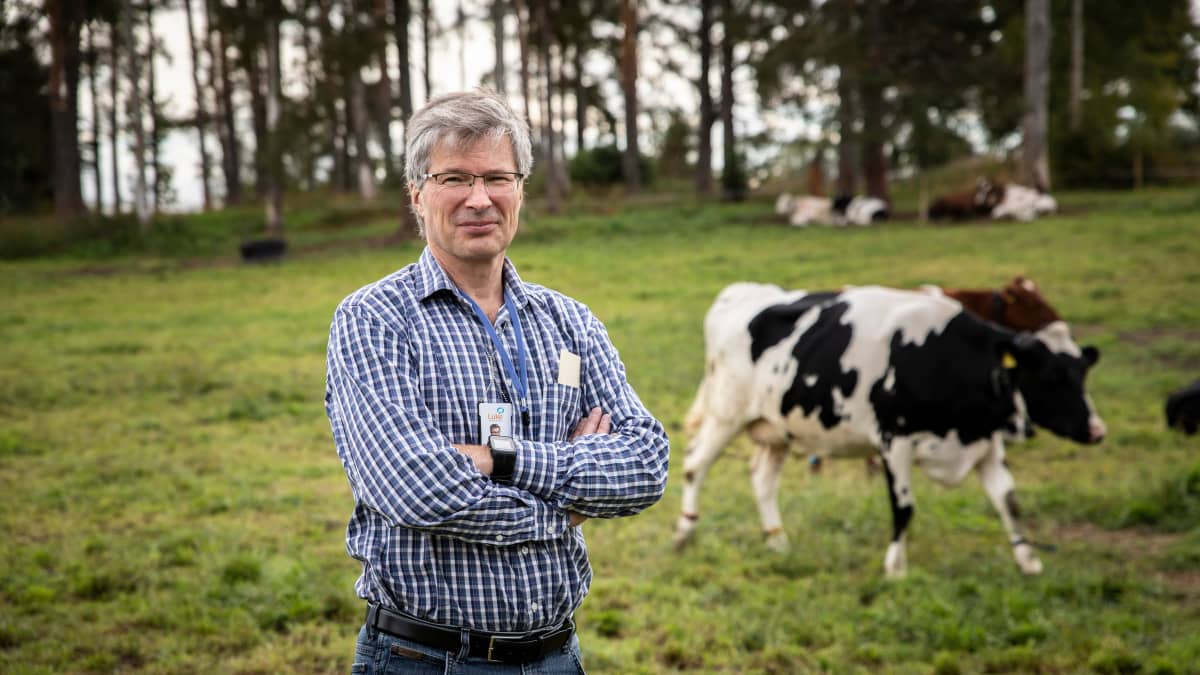 Luken johtava tutkija Perttu Virkajärvi Maaningan tilan laitumella.