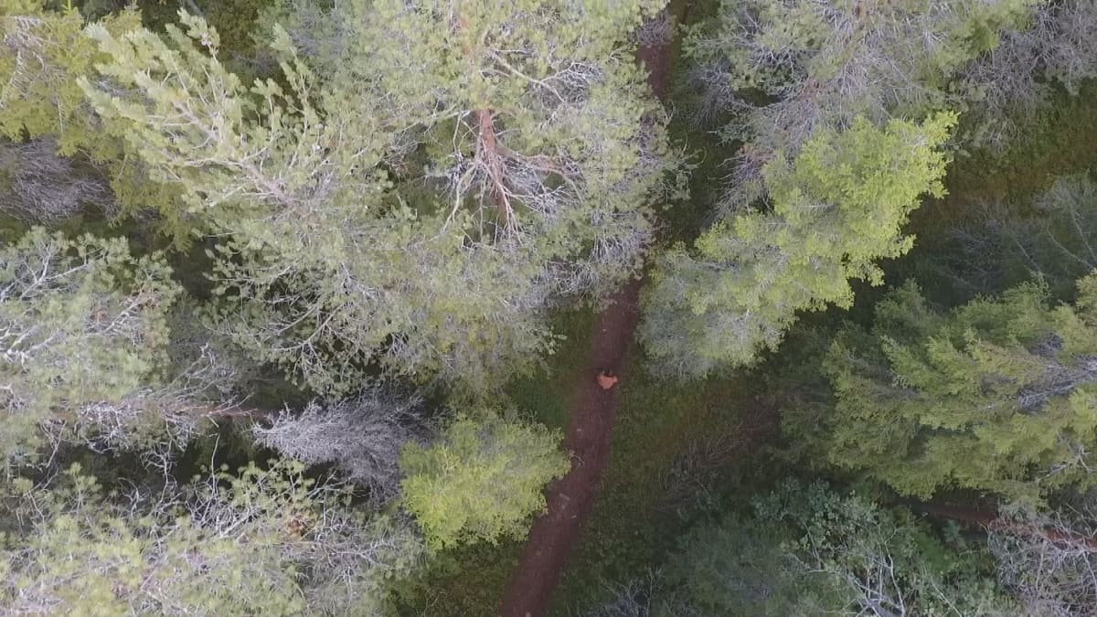 ilmakuva metsästä