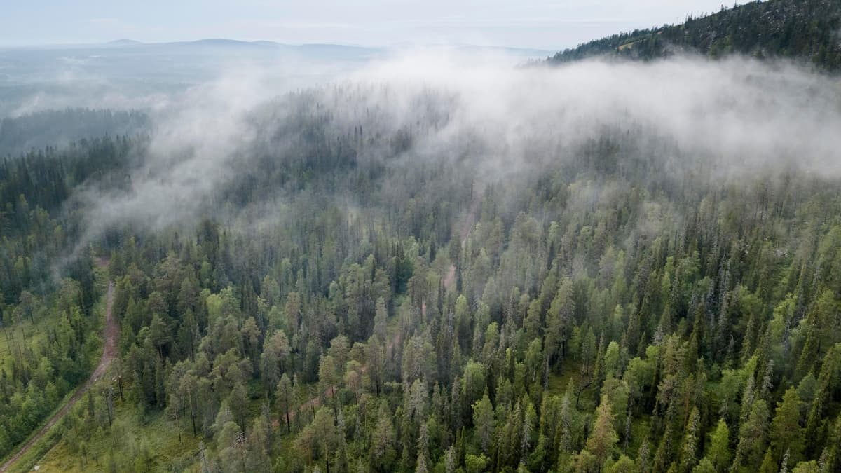 Ilmakuva sumusta metsän yllä Sallassa.