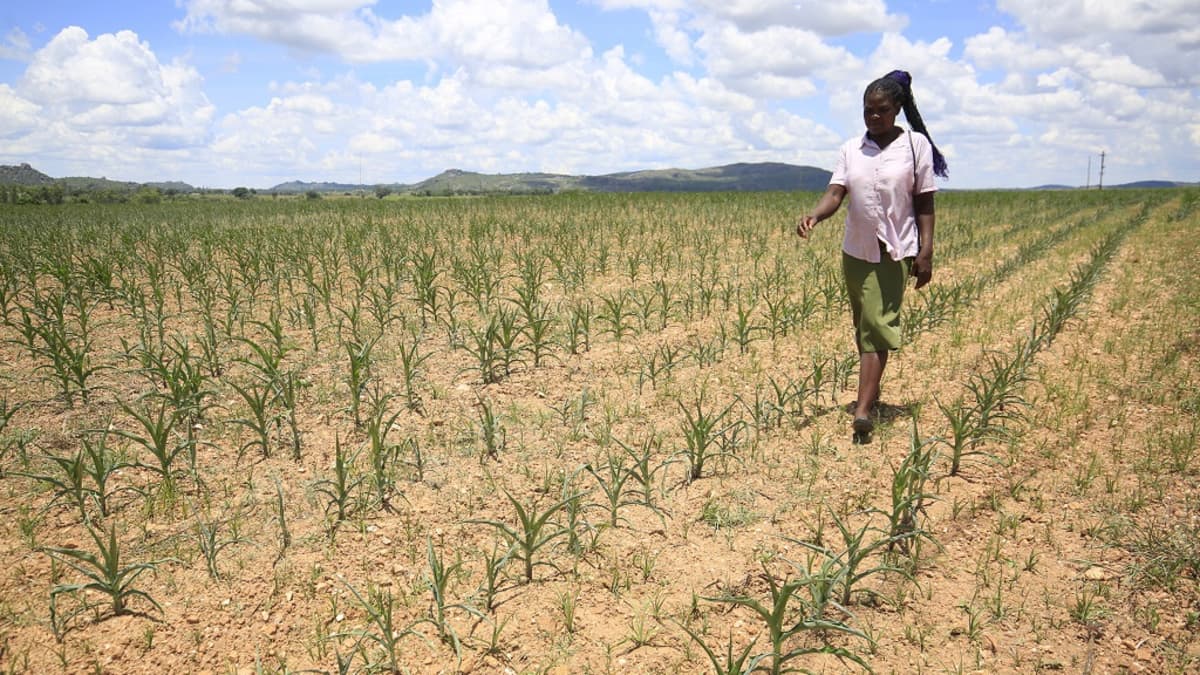 Kuvassa nainen kävelee maissipellolla Zimbabwessa. 