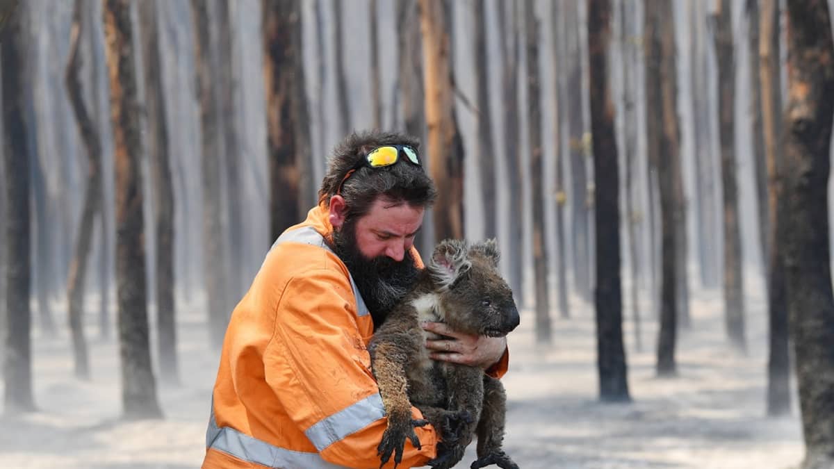Pelastustyöntekijä koala sylissään Kangaroo Islandilla 