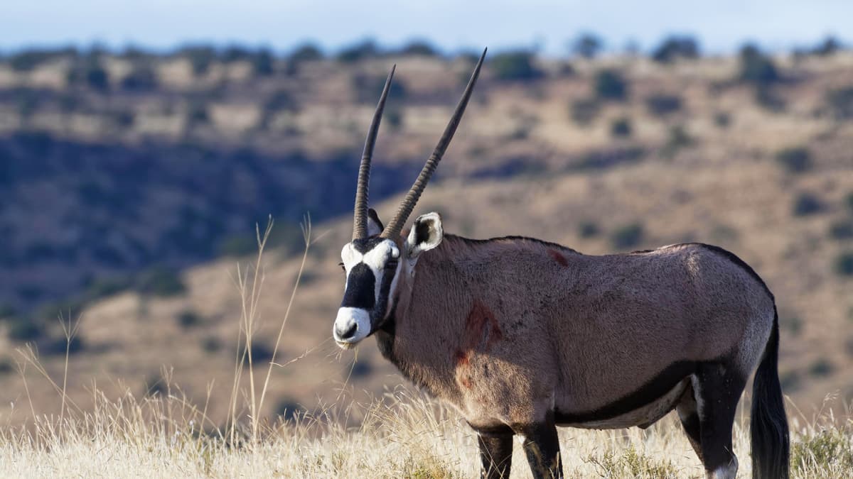 Oryx-antilooppi.