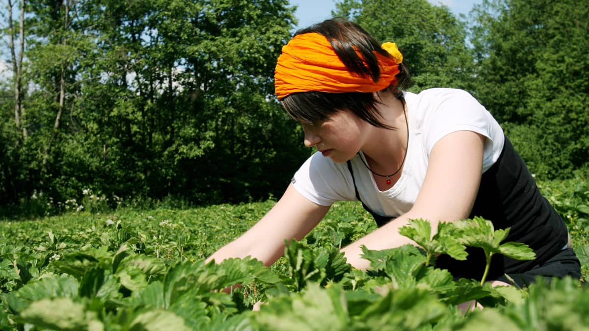 Nainen poimii mansikoita Rossi Tarhojen itsepoimintatilalla