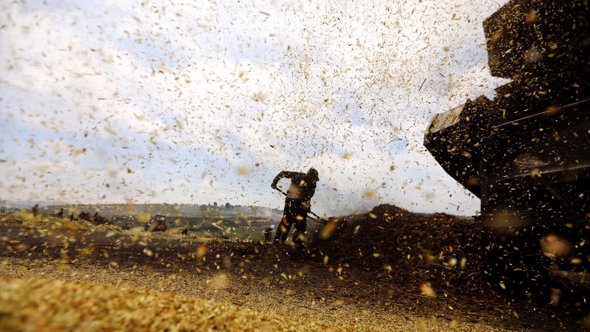 Palestiinalainen maanviljelijä työskentelee pellolla.