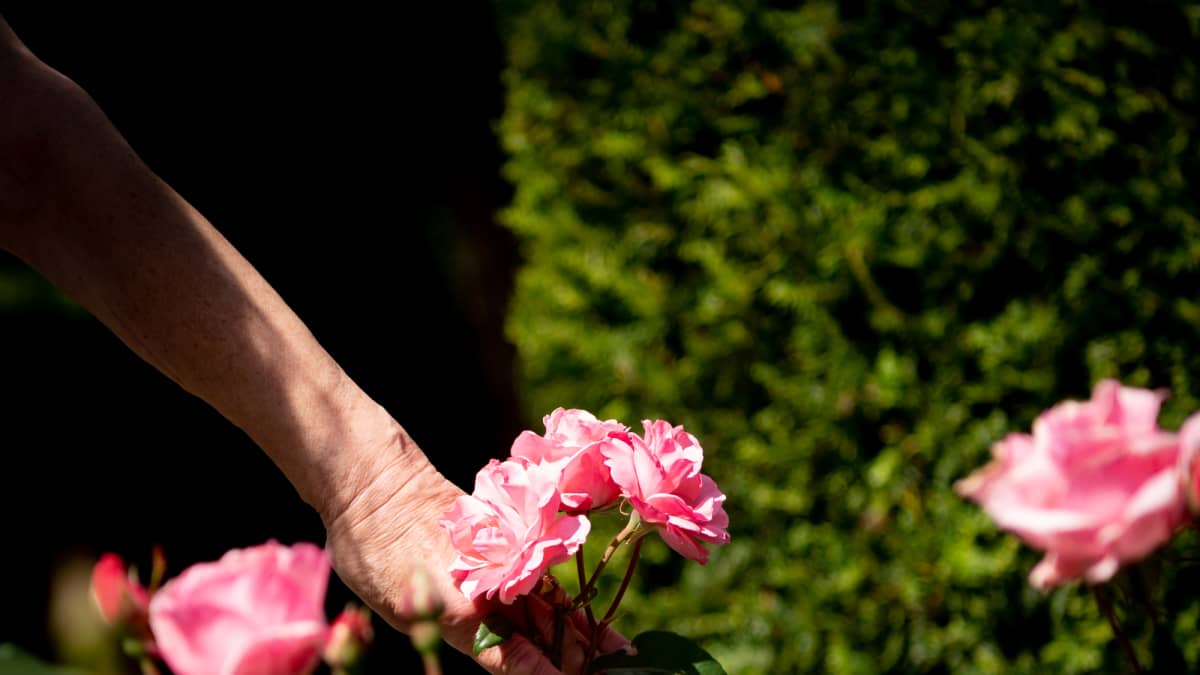 Naisen käsi ja ruusuja