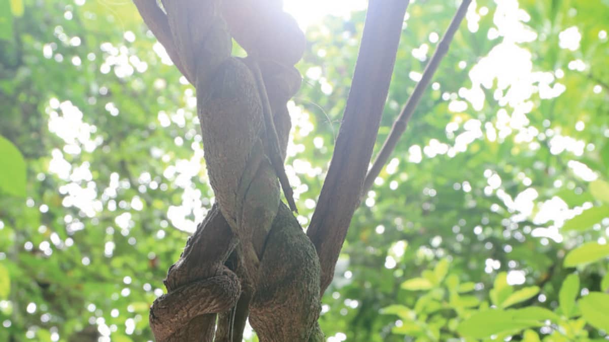 Banisteriopsis caapi, liaani, ayahuasca