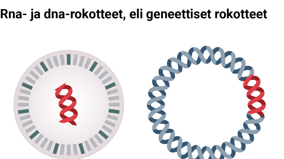 Rna- ja dna-rokotteet eli geneettiset rokotteet