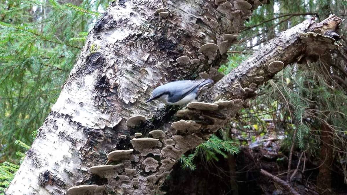 Pähkinänakkeli WWF:n Luontoliven uusimmassa lähetyksessä, jossa katsoja pääsee seuraamaan lintujen talviruokintaa vanhassa, suojellussa metsässä.