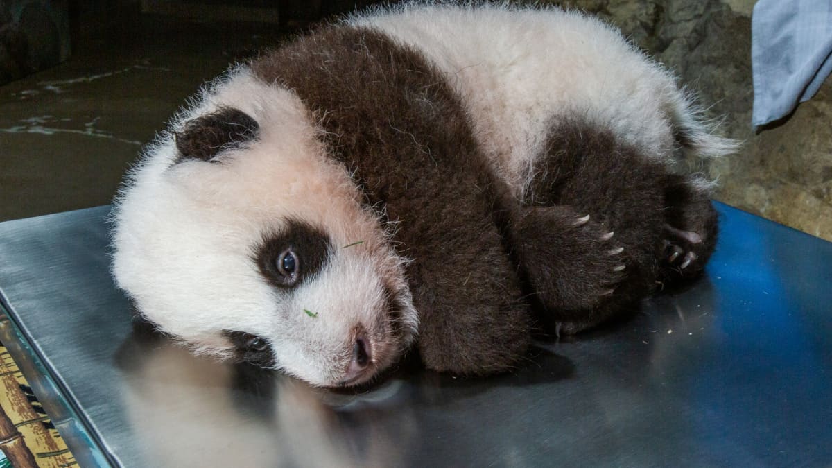 pandanpentu