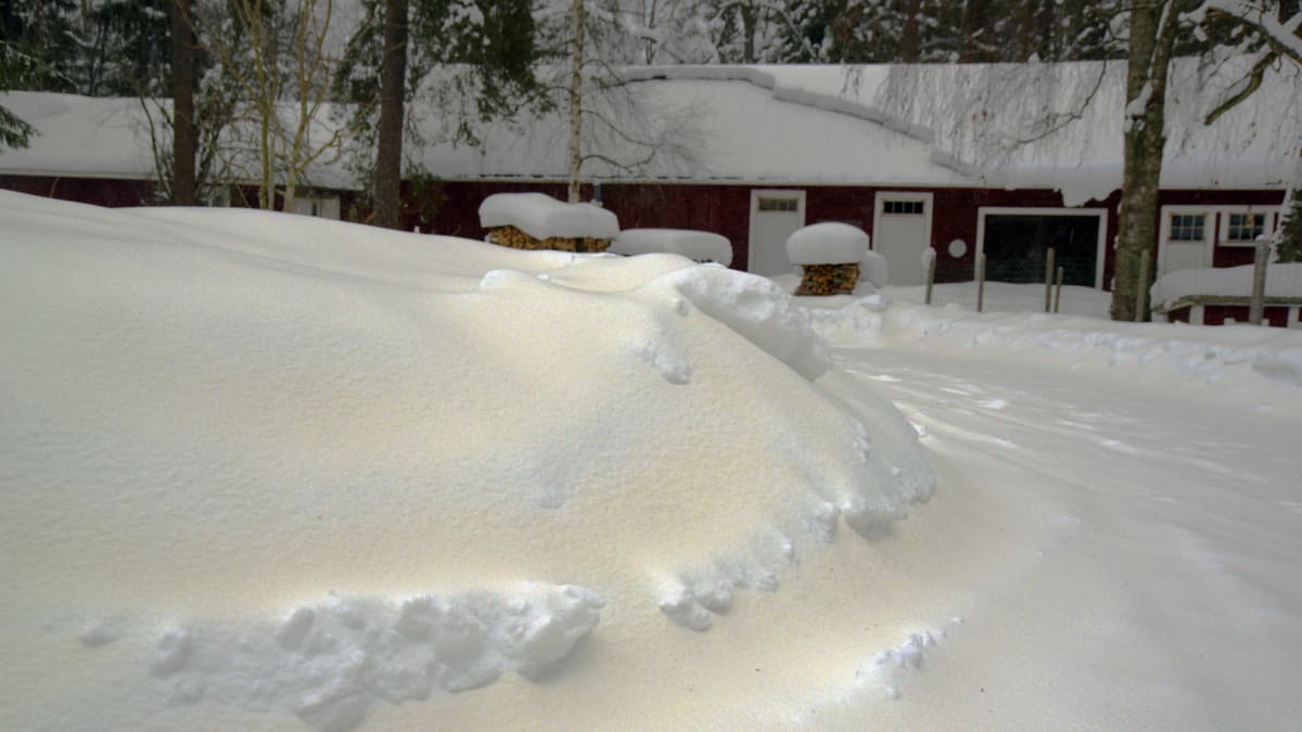 заснеженная финляндия. зимняя природа финляндии. красоты финляндии зимой. Yellow snow finland. зимние пейзажи финляндии.