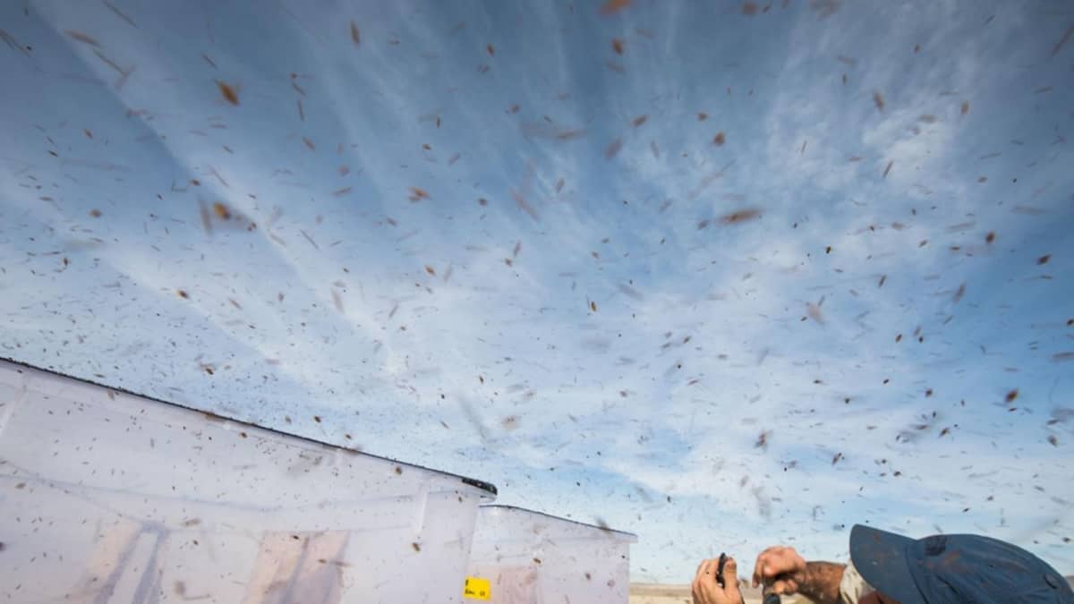 Yläviistosta otettu kuva tutkijasta, jonka yllä lentää tuhansia banaanikärpäsiä. 