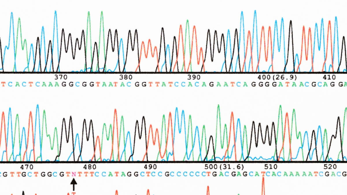 DNA-sekvenssiä kirjaimina ja käyräkuviona