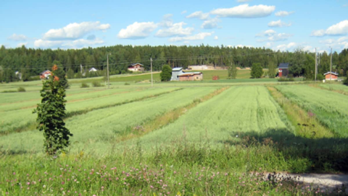 Peltoa ja rakennuksia maaseudulla aurinkoisena kesäpäivänä.