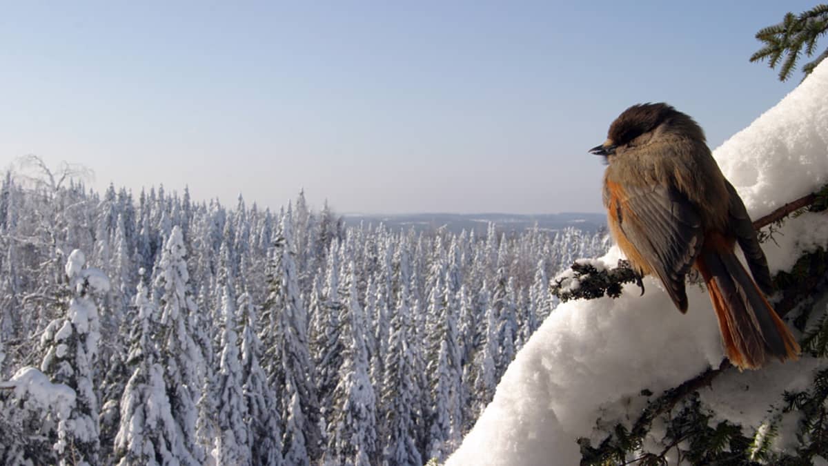 Kuukkeli puun oksalla maisemia ihastelemassa