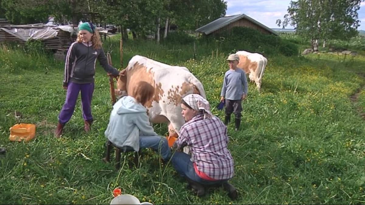 Lehmäleiri Ilomantsissa.