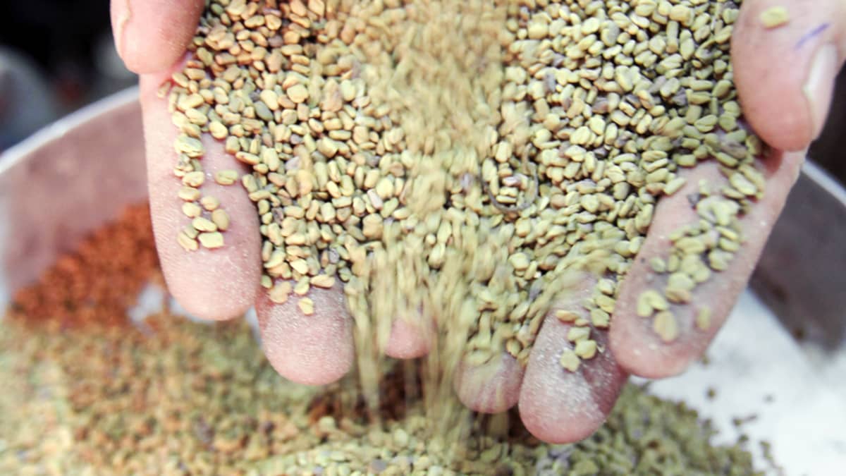 Egyptiläinen mies kauhoo käsillään sarviapilan siemeniä ruokatukussa.