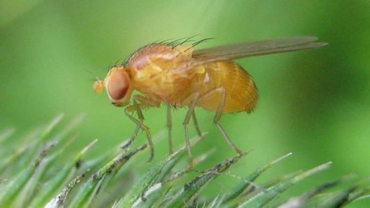 Drosophila melanogaster eli banaanikärpänen.