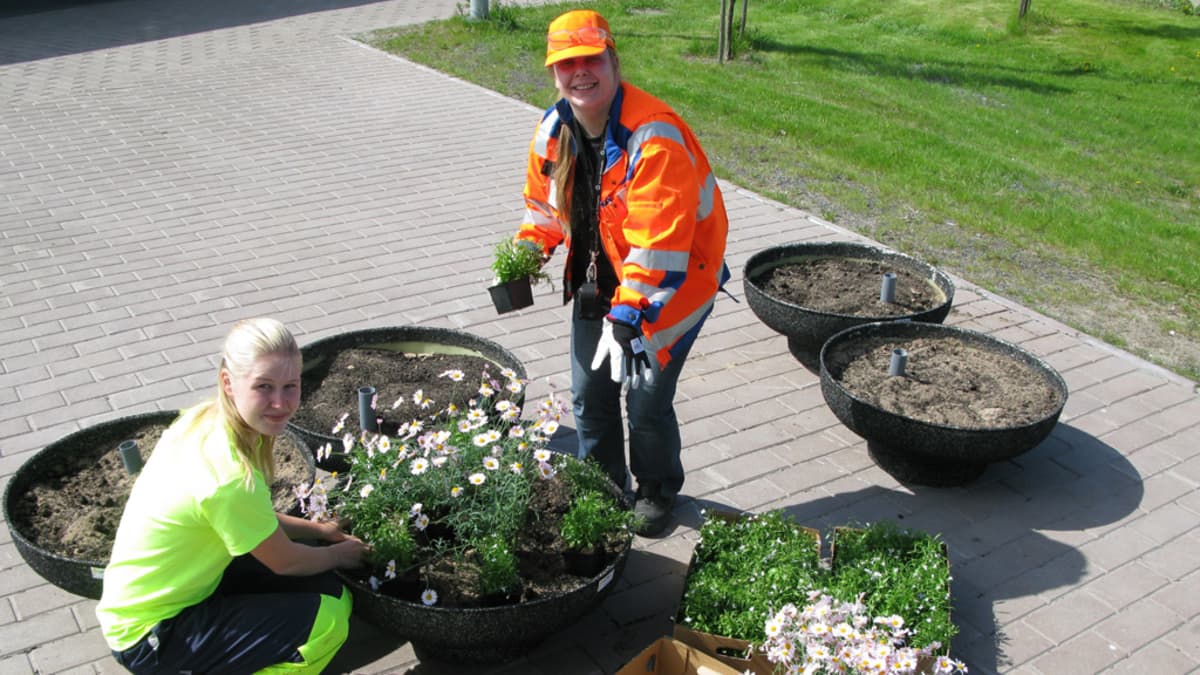 Jätehuoltoneuvoja Mari Juntunen (oik.) ja kesätyöntekijä Iina Lilleberg istuttamassa kesäkukkia kompostimultaan Oulussa.