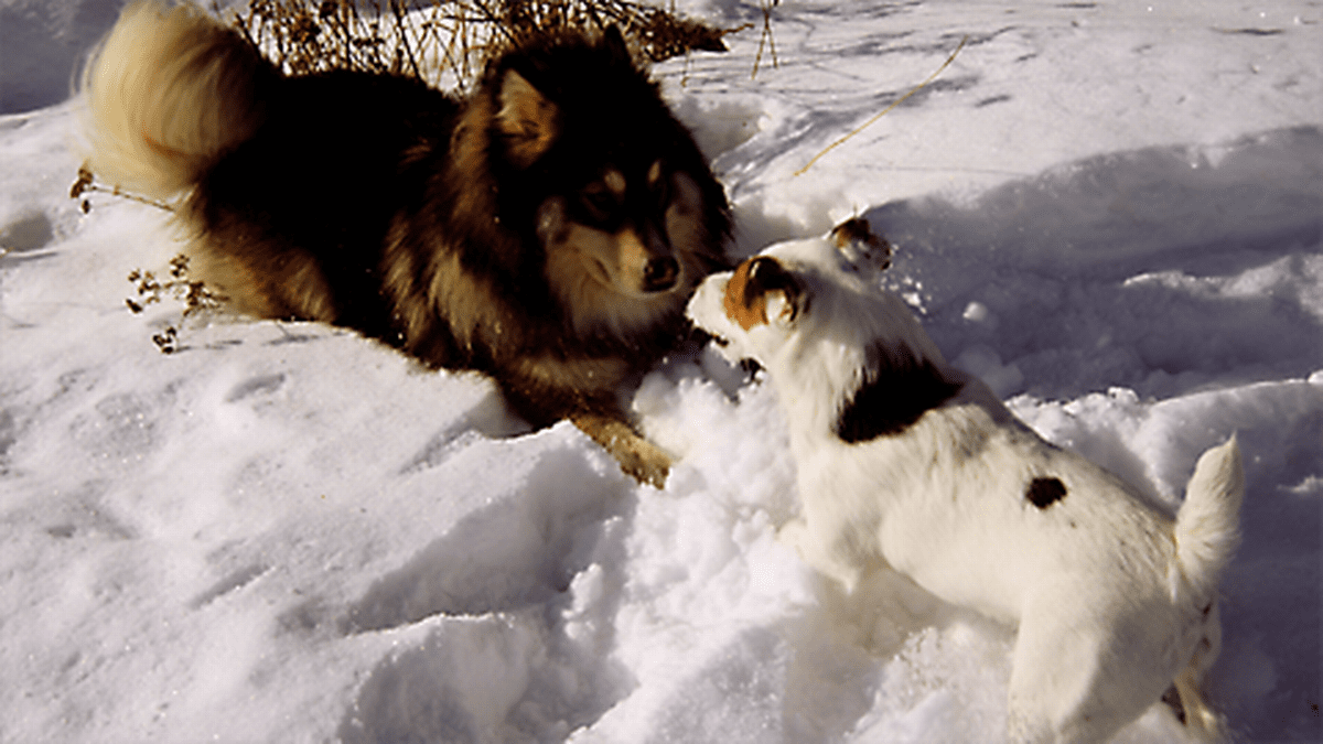 Kaksi koiraa leikkimässä lumihangessa