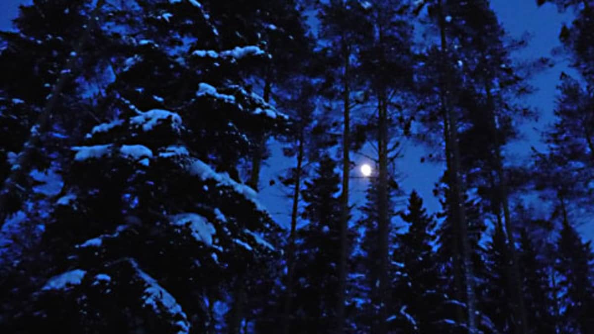 Metsä