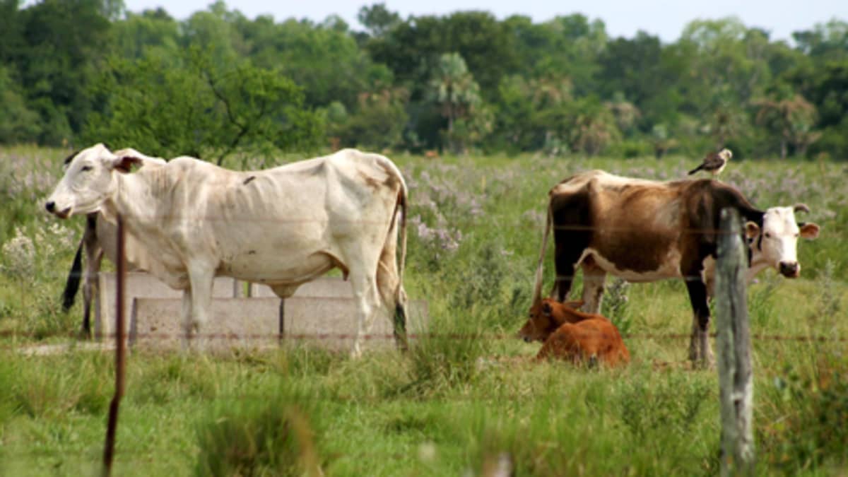 Lehmiä laitumella Etelä-Amerikassa.