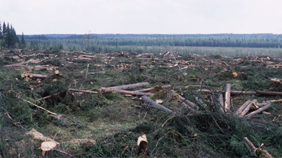 Paljaaksi hakattua metsää