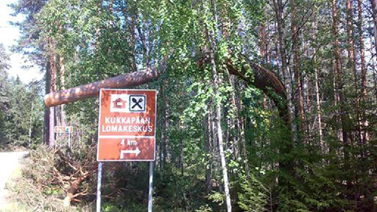 Myrskyn kaatama puu tien varressa