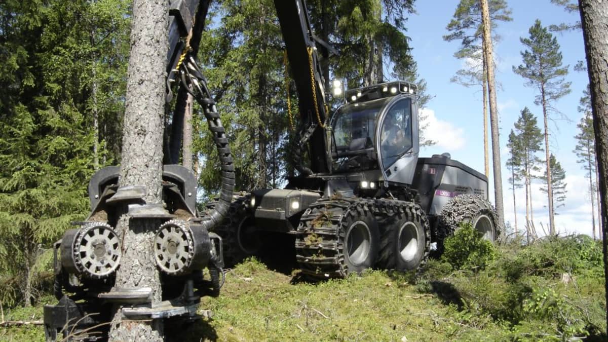 Harvesteri kaataa puuta.
