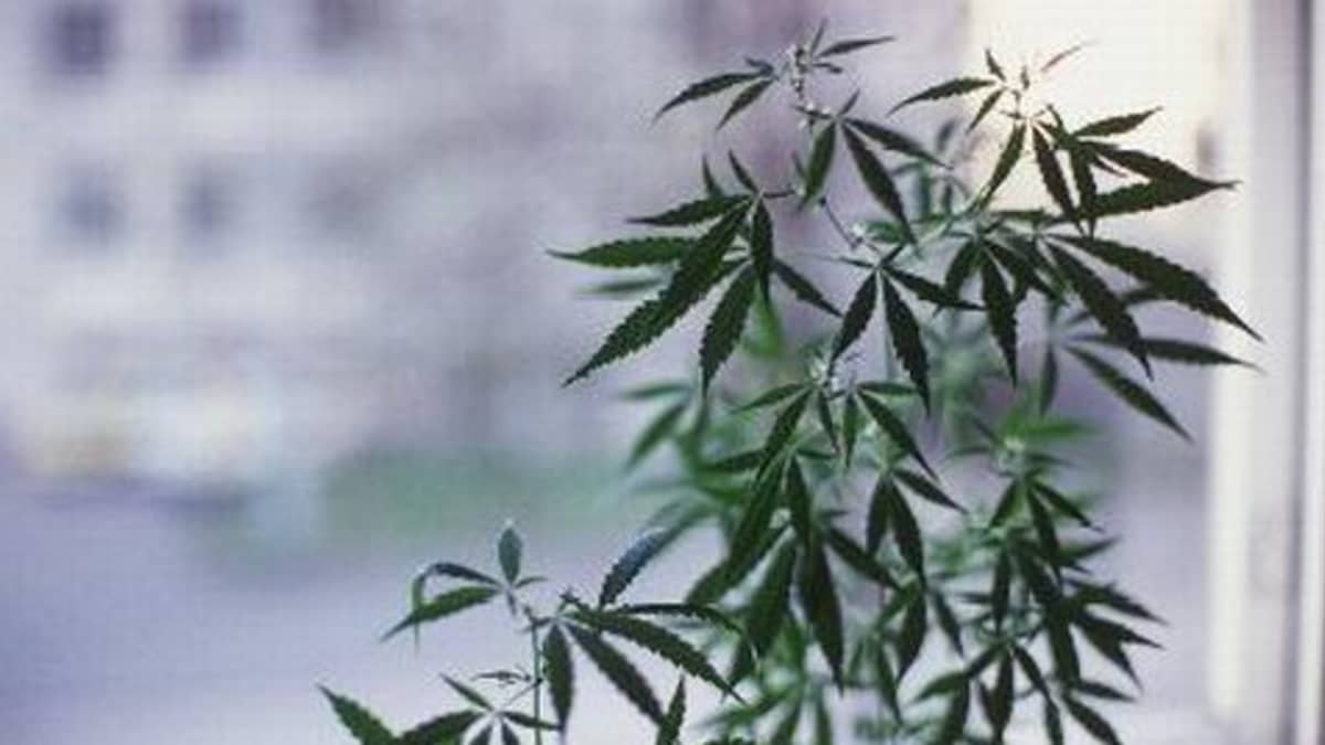 Cannabis sativa