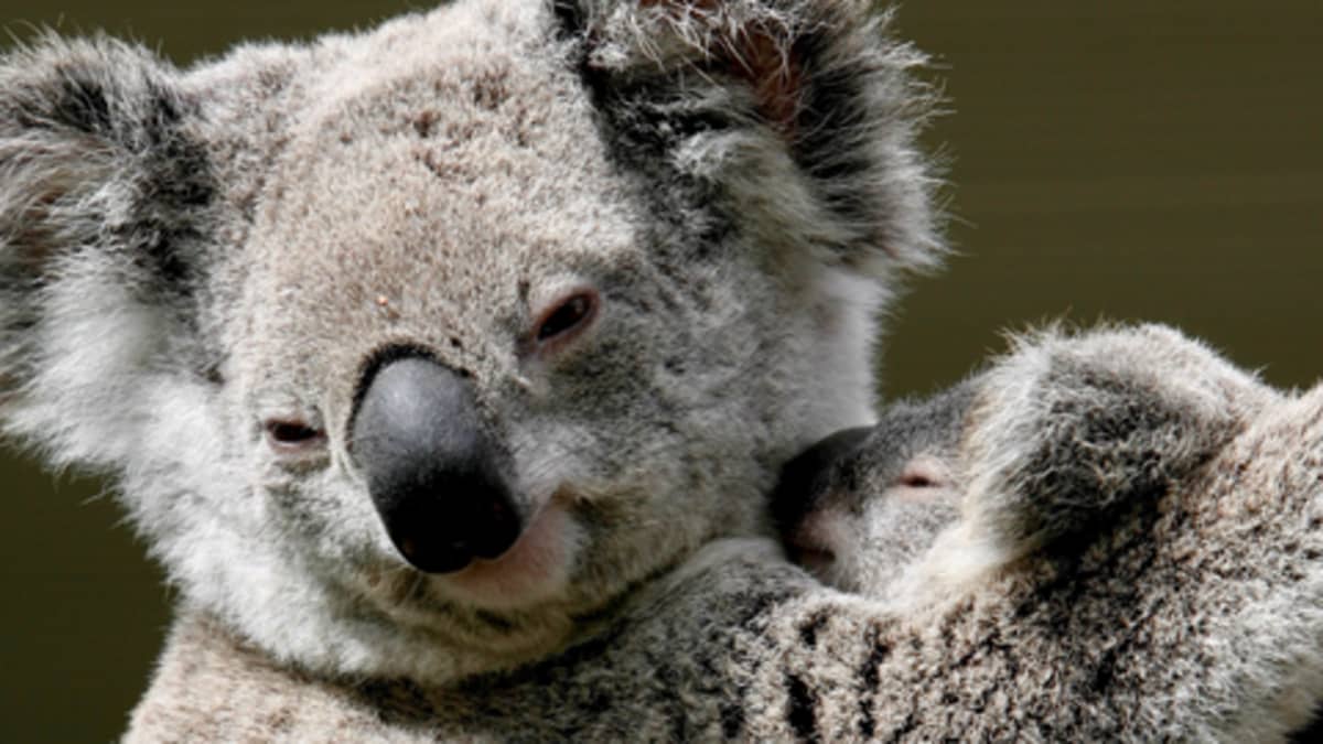 Koalan poikanen emonsa sylissä Sydneyn WildlifeWorld-keskuksessa.