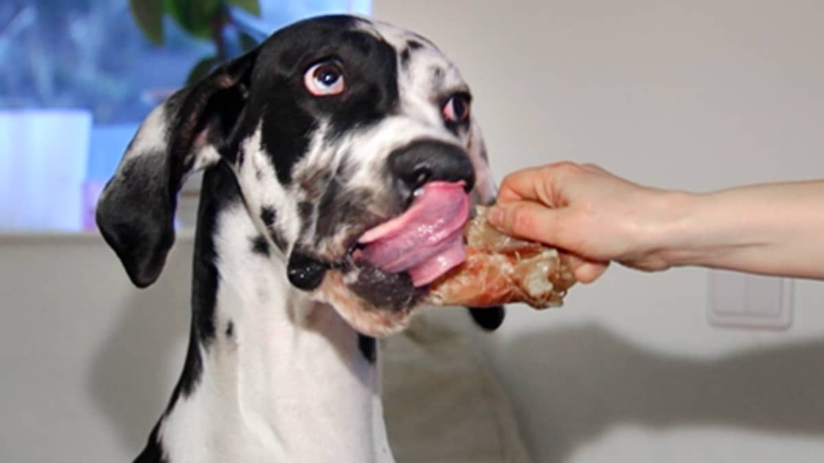 Tanskandogi syö koiranruokaa.