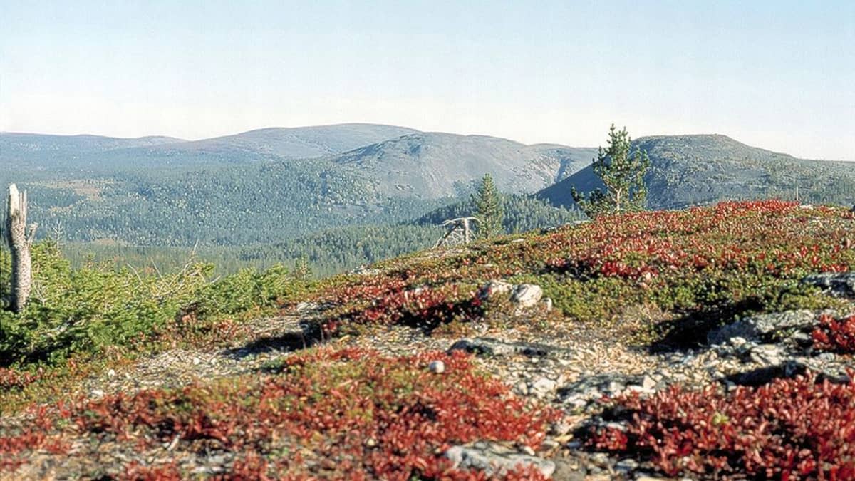 Näkymä Yllästunturin lähistöltä.