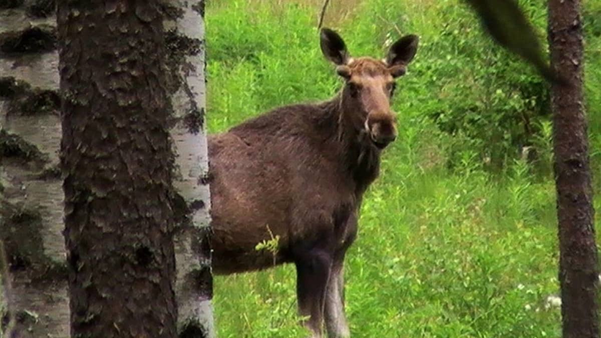 Hirvi kurkistaa puiden takaa. 