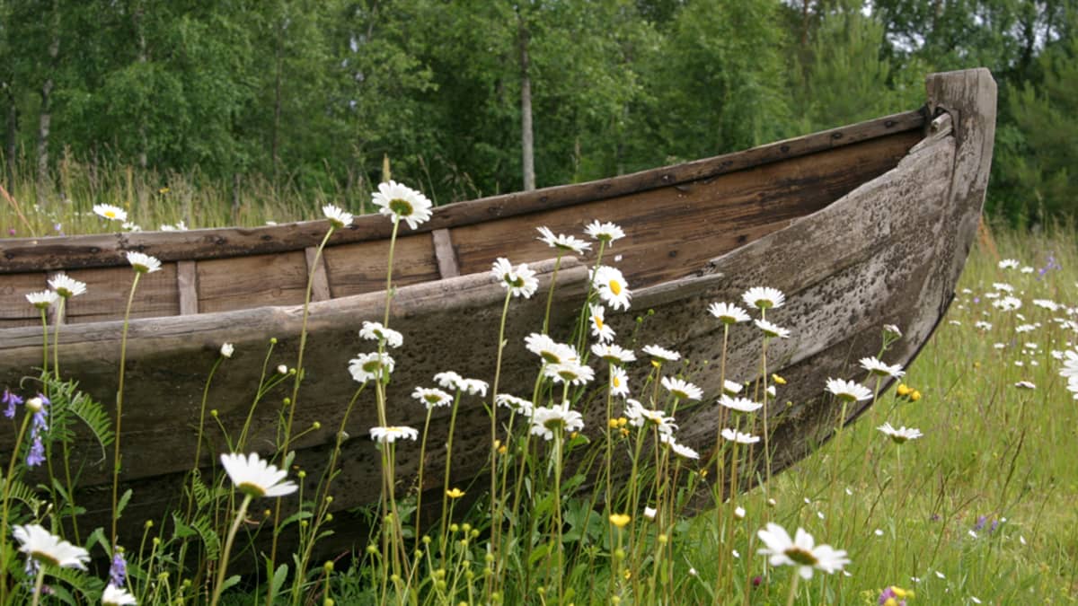 Vanha soutuvene päivänkakkaroiden keskellä