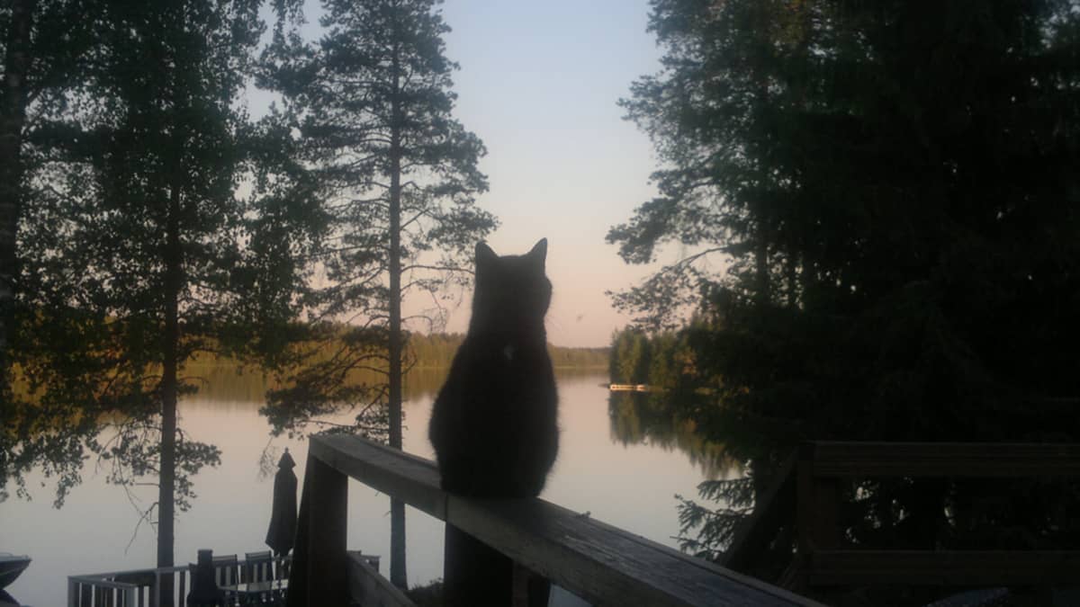 Kissa kaiteella.