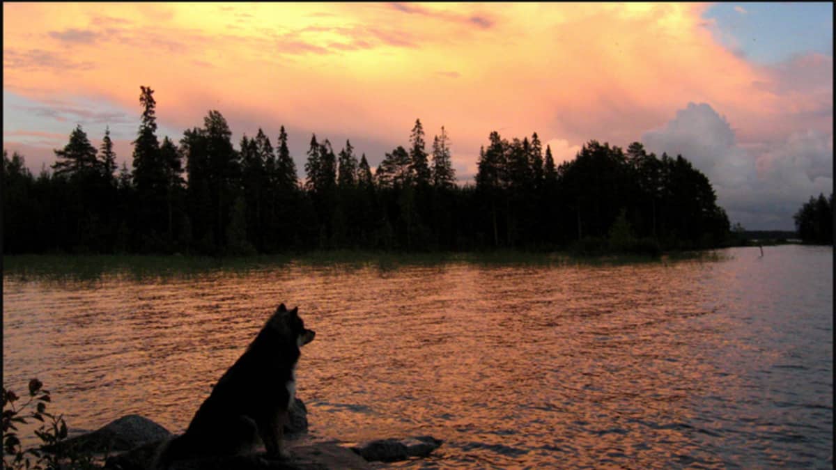 Koira istuu rantakivellä auringon laskiessa.