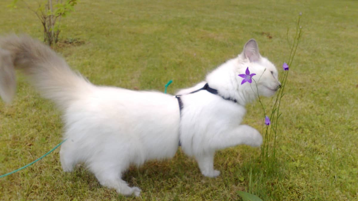 Kissa haistelee kukkia.